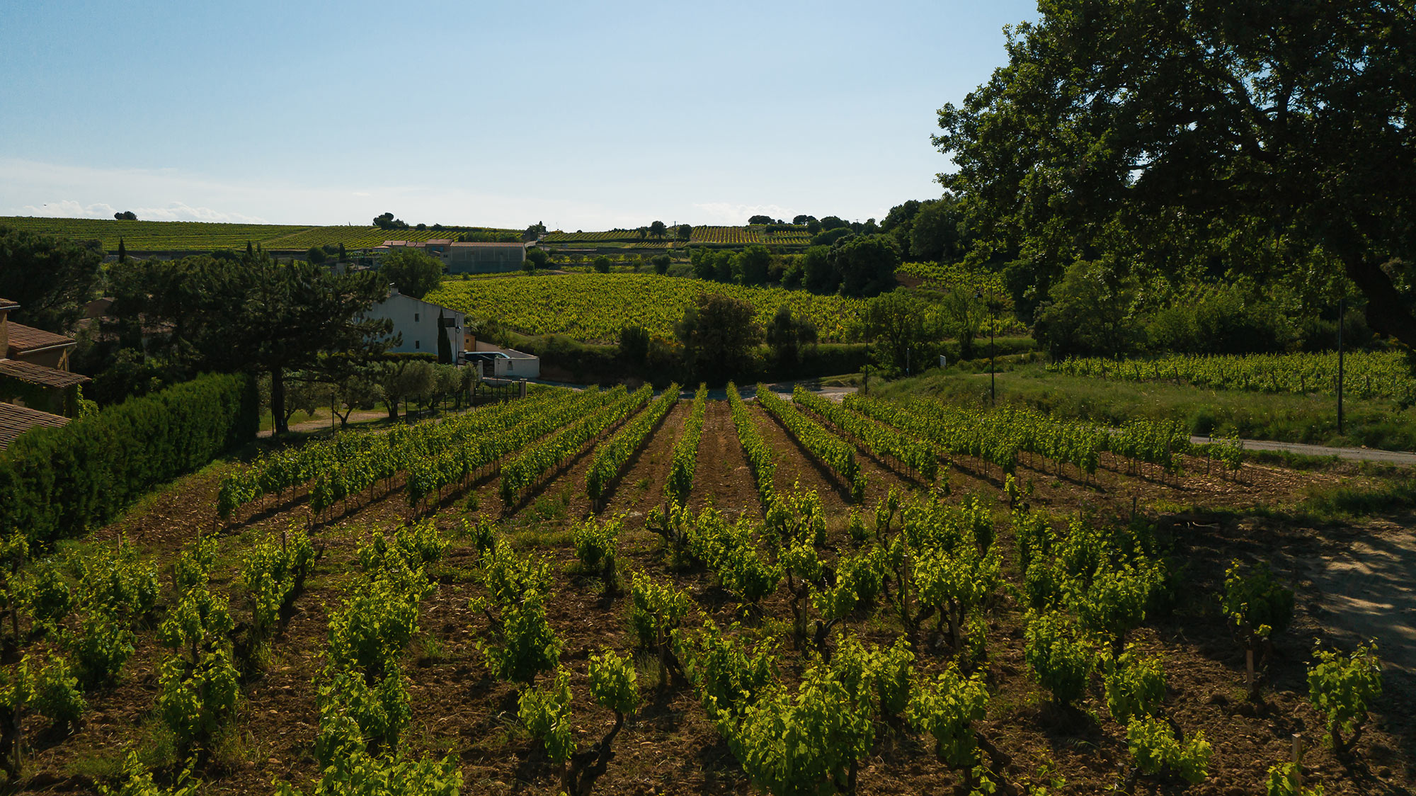 vignes du Domaine la Barroche