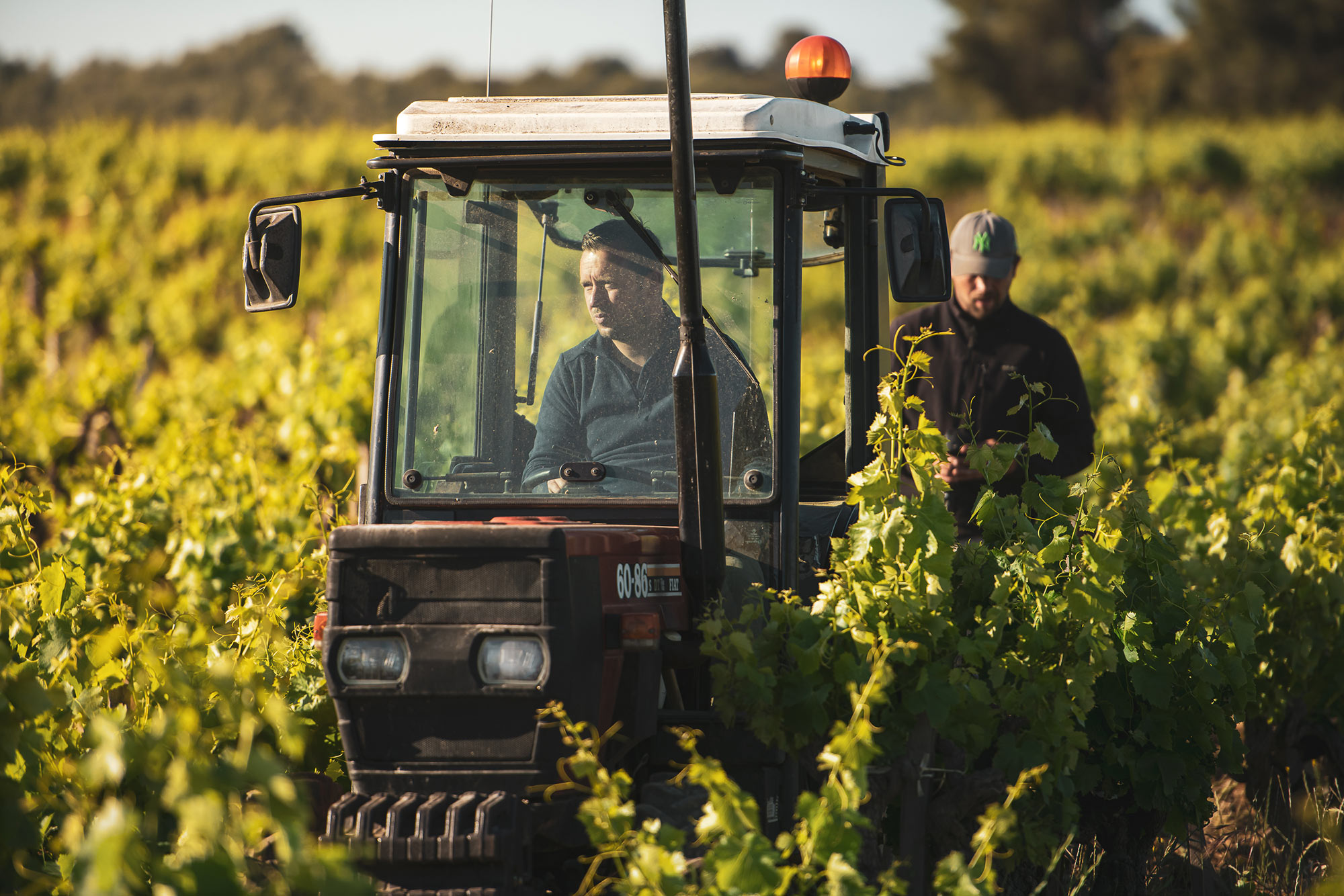 travail dans les vignes du Domaine la Barroche