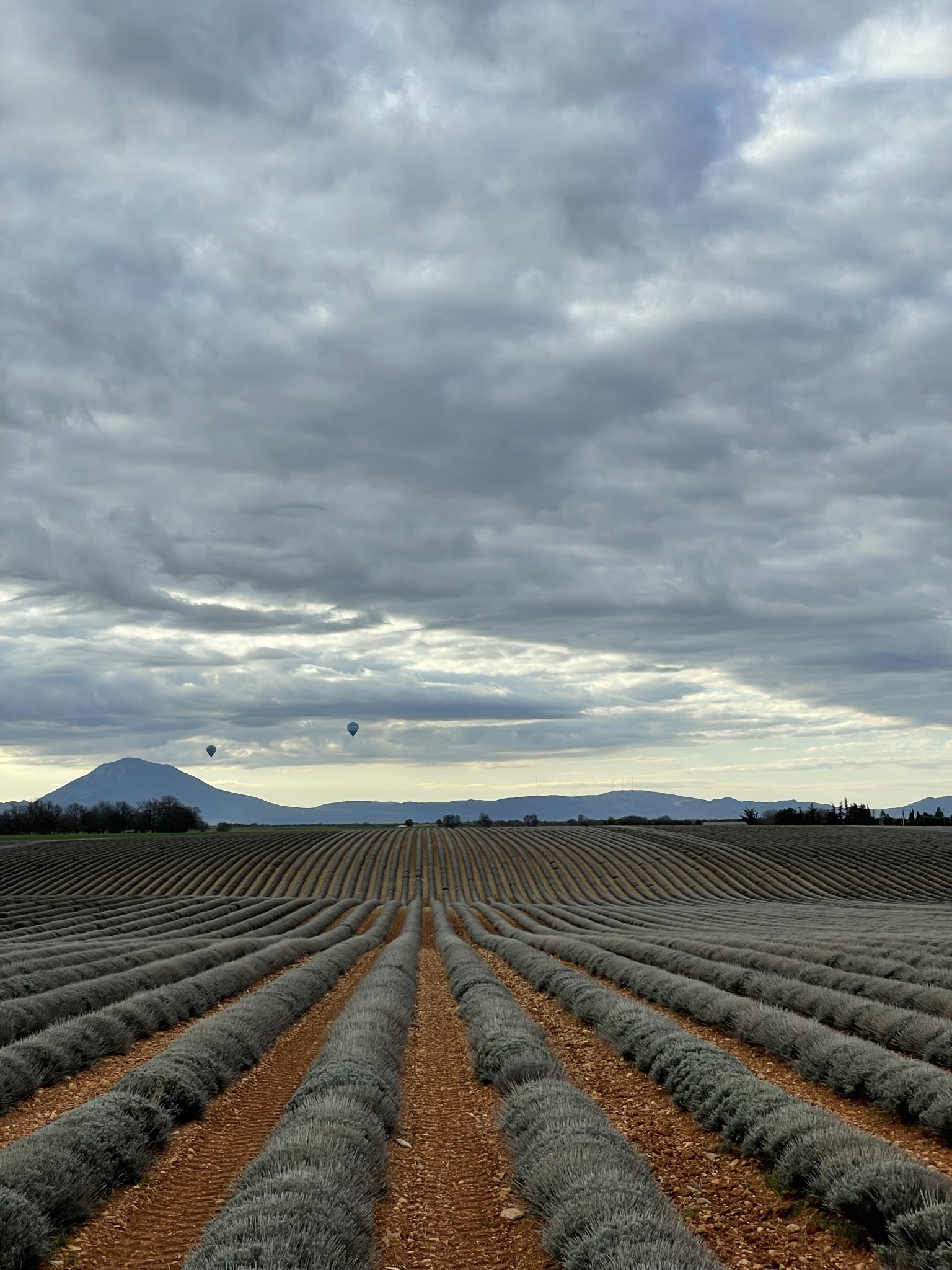 Lavandes du plateau de Valensole en hiver