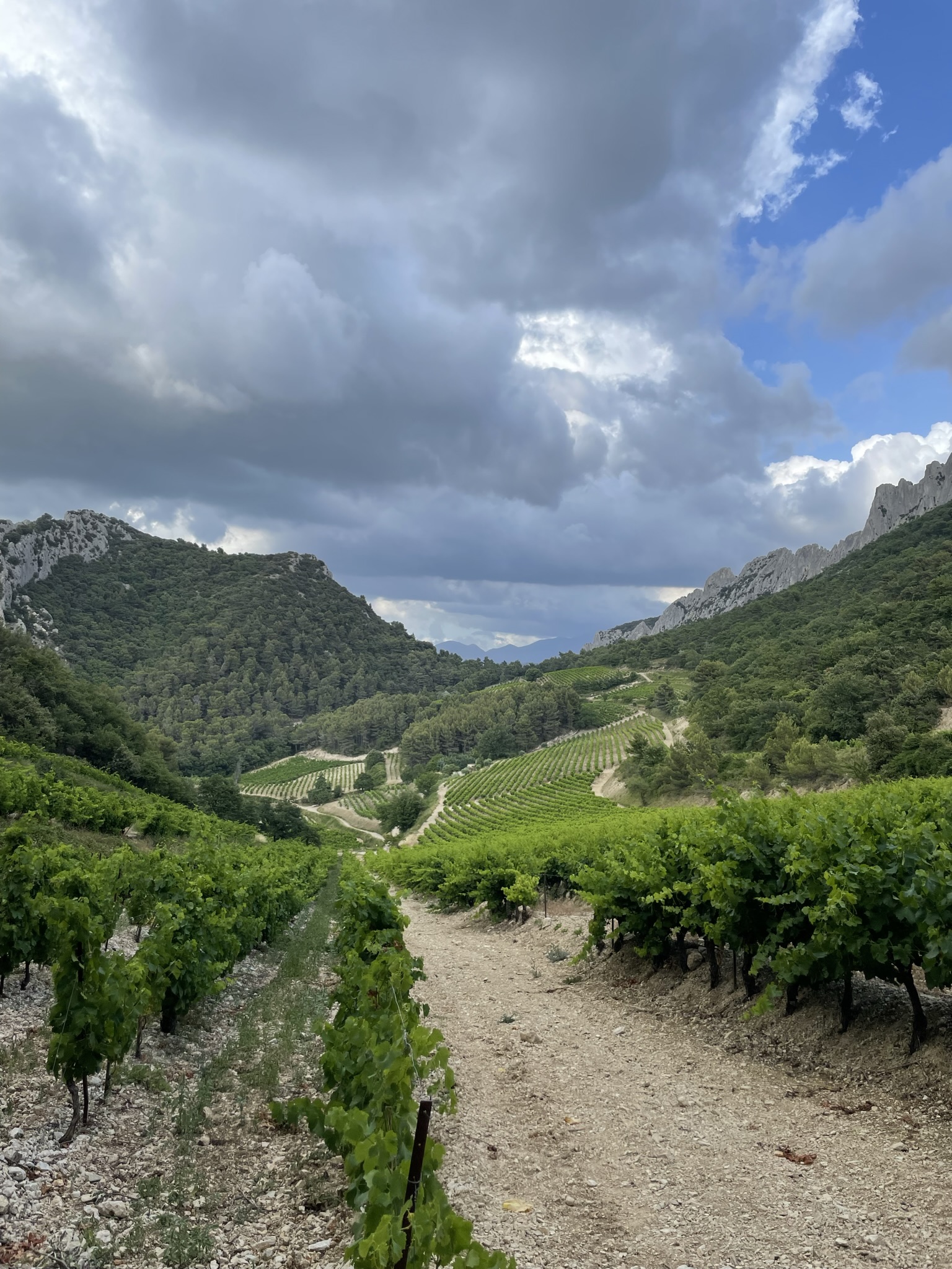 Vignes des Dentelles de Montmirail